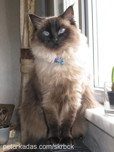 bonie fincan Dişi Ragdoll