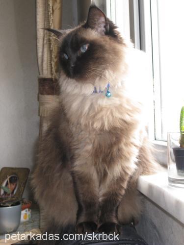 bonie fincan Dişi Ragdoll