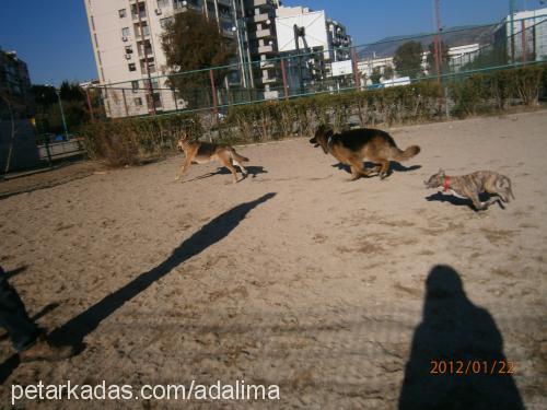 lİma Dişi Amerikan Pitbull Terrier