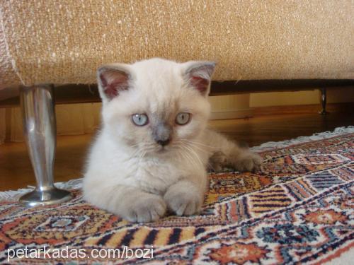 bozi Dişi Scottish Fold