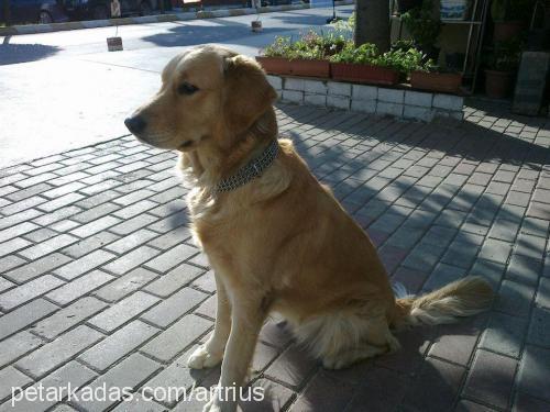 köpük Dişi Golden Retriever