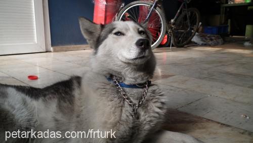 kontes Dişi Sibirya Kurdu (Husky)