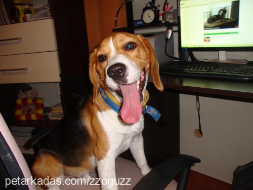 murphy Erkek Beagle
