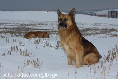 zeyna Dişi Sokö (Sokak Köpeği)