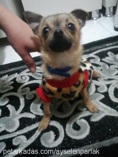 Şİva Erkek Chihuahua