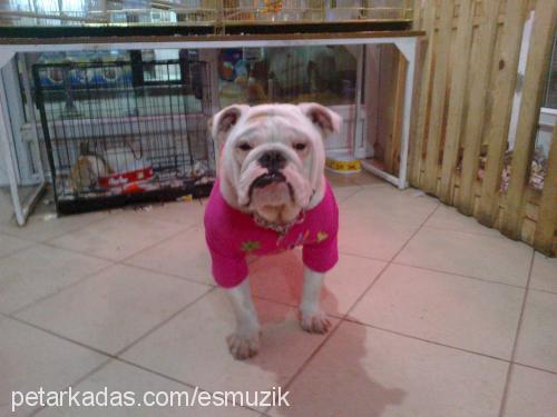 snop Dişi İngiliz Bulldog