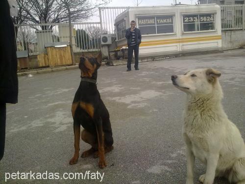 kral Erkek Doberman Pinscher