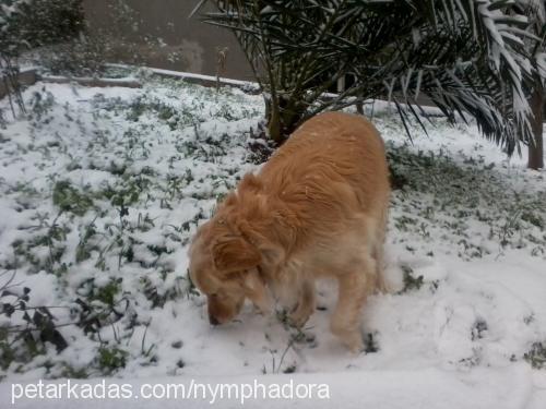 christopher Erkek Golden Retriever