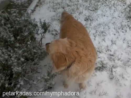 christopher Erkek Golden Retriever