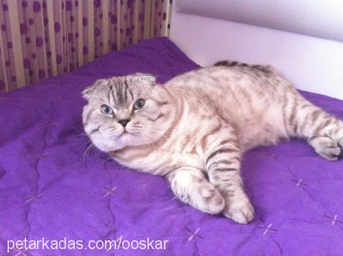 oskar Erkek Scottish Fold