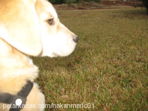 Üzüm Dişi Golden Retriever