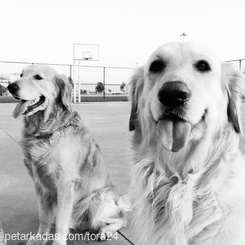 tora Erkek Golden Retriever