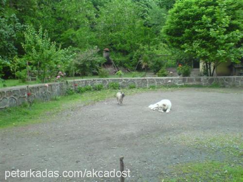 akça Erkek Samoyed