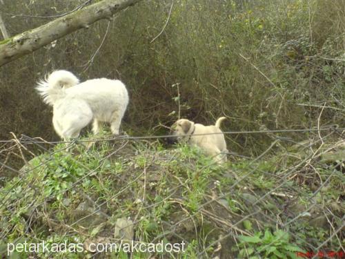 akça Erkek Samoyed