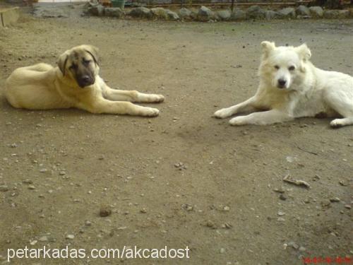 akça Erkek Samoyed