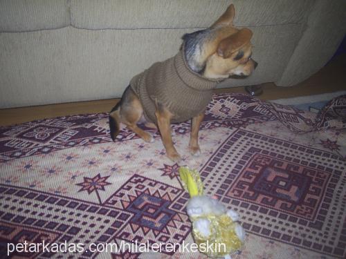 fındık Dişi Minyatür Pinscher