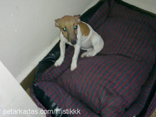 fıstık Dişi Jack Russell Terrier