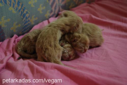 vega Dişi Exotic Shorthair