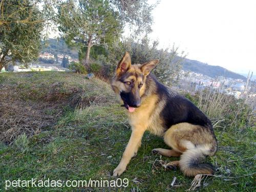 raŞa Dişi Alman Çoban Köpeği