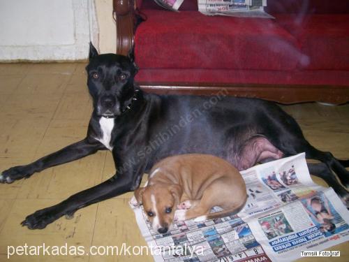 kont Erkek Amerikan Staffordshire Terrier