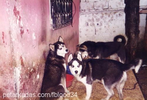 Şeytan Erkek Sibirya Kurdu (Husky)