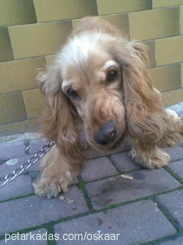 oskar Erkek İngiliz Cocker Spaniel