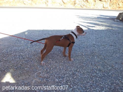 Çakıl Dişi Amerikan Staffordshire Terrier