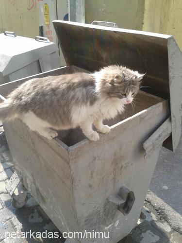 oğluş Erkek Maine Coon