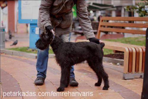 kaiser Erkek Dev Schnauzer