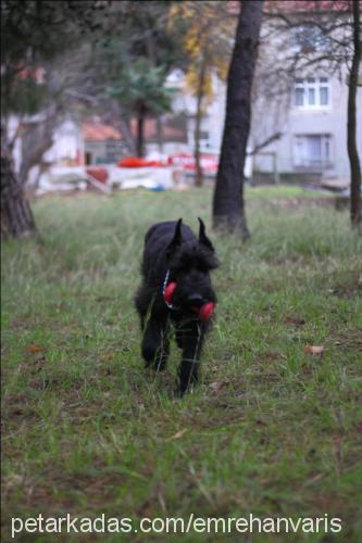 kaiser Erkek Dev Schnauzer