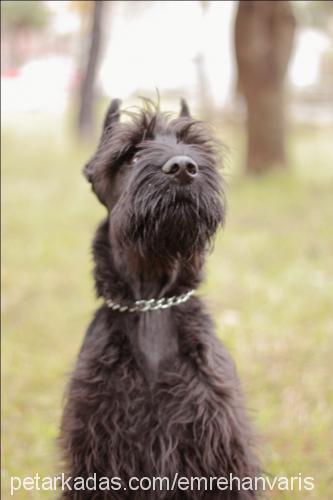 kaiser Erkek Dev Schnauzer