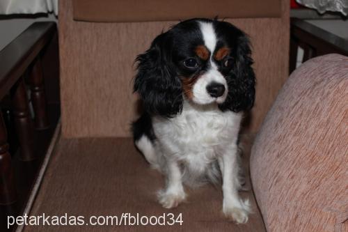 roxy Dişi King Charles Spaniel