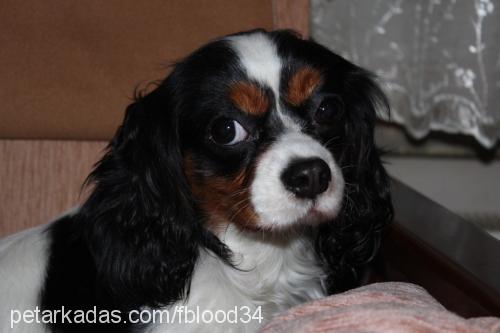 roxy Dişi King Charles Spaniel