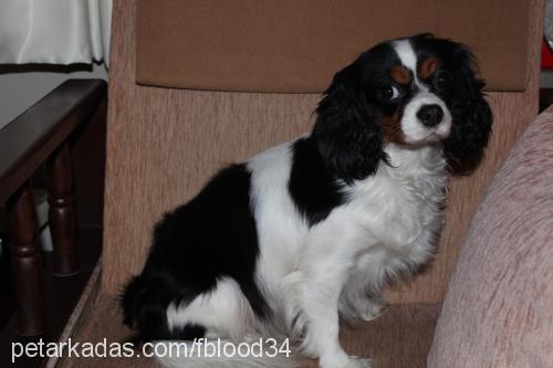 roxy Dişi King Charles Spaniel