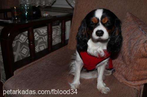 roxy Dişi King Charles Spaniel