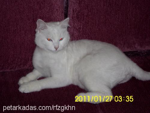 kızım Dişi Ankara Kedisi (Angora)