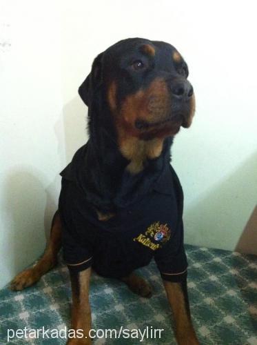 Şerminn Dişi Rottweiler