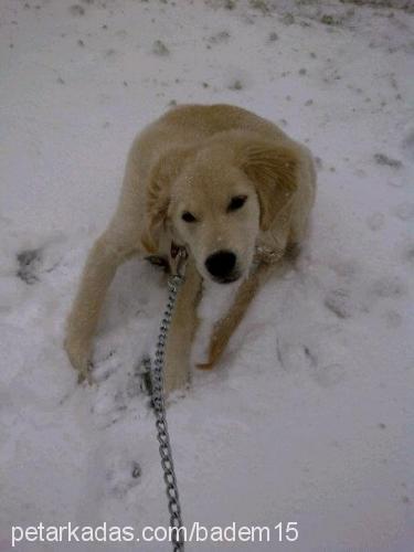 badem Dişi Golden Retriever