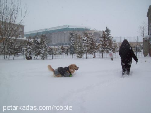 robbİe Erkek Golden Retriever