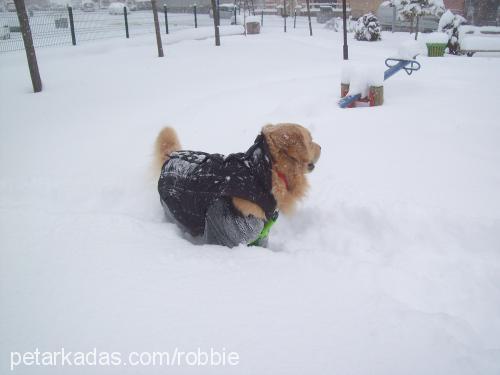 robbİe Erkek Golden Retriever