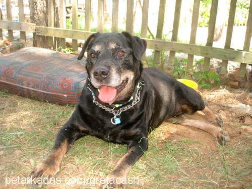 greta Dişi Rottweiler