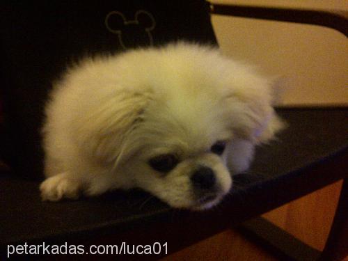 luca Erkek Pekingese