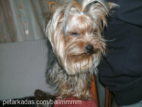 mina Dişi Yorkshire Terrier