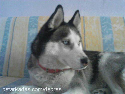 angel Dişi Sibirya Kurdu (Husky)