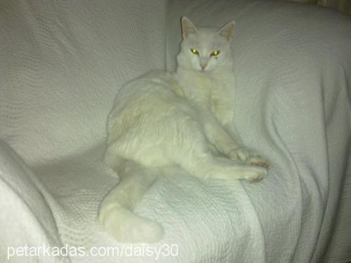 kittie Dişi Ankara Kedisi (Angora)