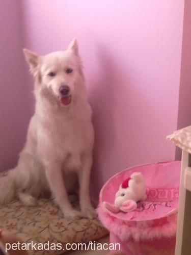 tia Dişi Sibirya Kurdu (Husky)