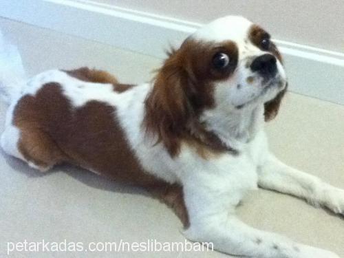 bambam Erkek Cavalier King Charles Spanieli