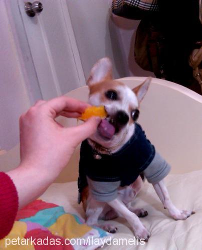 badi Erkek Chihuahua