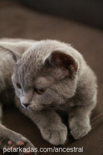 kupa Dişi British Shorthair