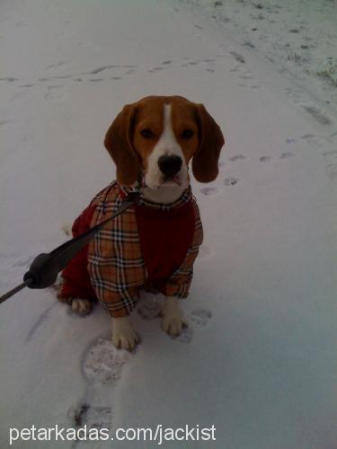 jack Erkek Beagle